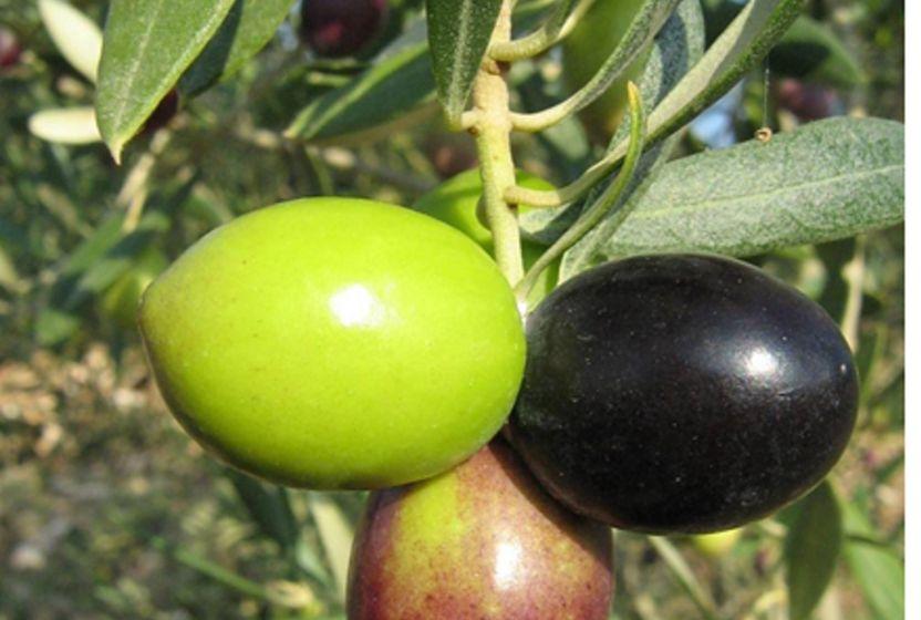 zeytin-gen-kaynaklari