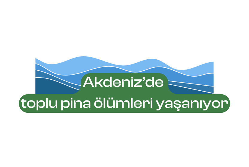 akdenizde-toplu-pina-olumleri-yasaniyor