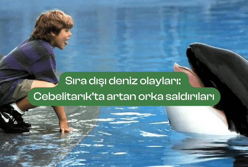 siradisi-deniz-olaylari-cebelitarikta-artan-orka-saldirilari