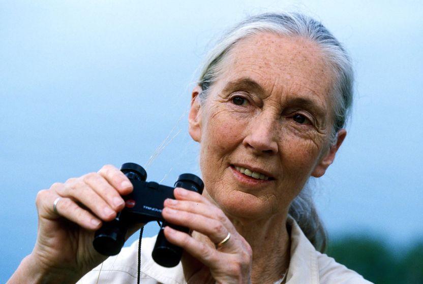 jane-goodall-ile-umuda-dair