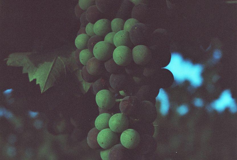 bagda-buyulu-doneme-veda-veraison-biterken